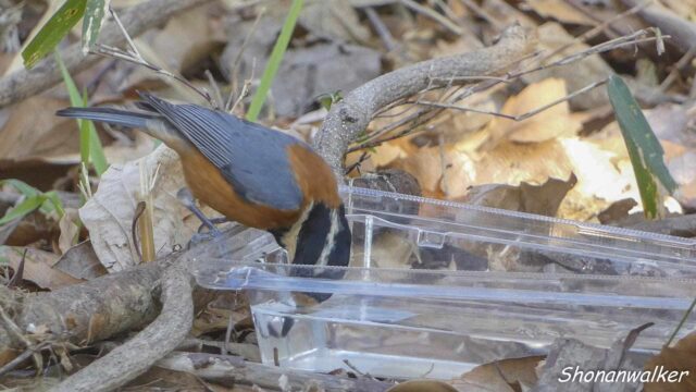 2026.02月 散歩道の簡易水場とヤマガラ