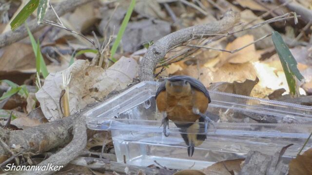 2026.02月 散歩道の簡易水場とヤマガラ その5
