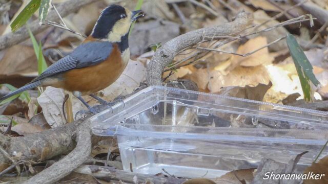 2026.02月 散歩道の簡易水場とヤマガラ その7