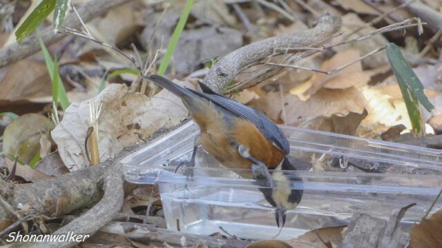 2026.02月 散歩道の簡易水場とヤマガラ その3