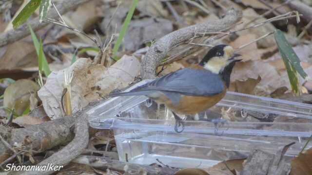 2026.02月 散歩道の簡易水場とヤマガラ その4