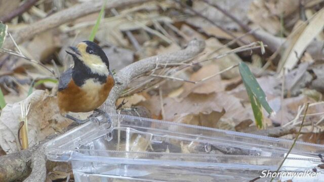 2026.02月 散歩道の簡易水場とヤマガラ その6