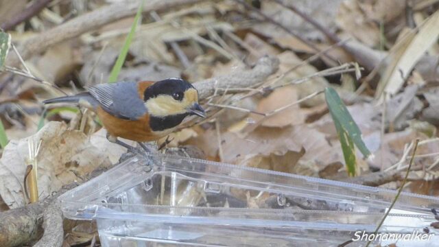 2026.02月 散歩道のプラ水場とヤマガラ その10
