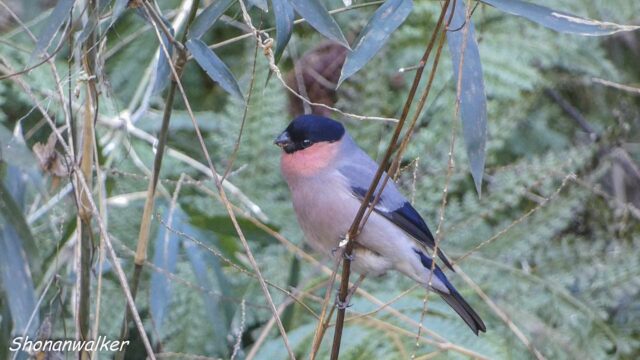 2026年2月　海寄り遠征地　谷戸のアカウソ その3