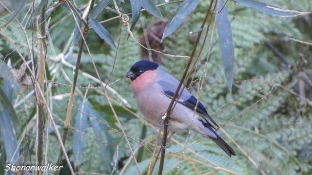 2026年2月　海寄り遠征地　谷戸のアカウソ その4