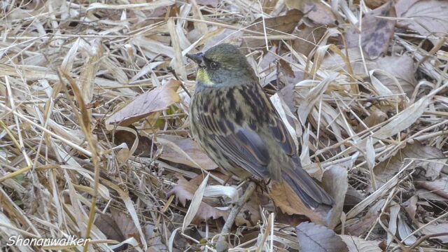 2026年2月　海寄り遠征地　谷戸のアオジ