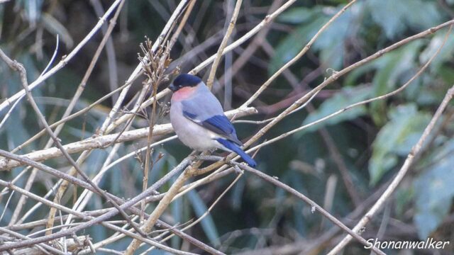 2026年2月 海寄り遠征地 谷戸のアカウソ その6