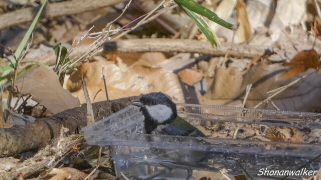 2026.02月 散歩道 シジュウカラの水浴び