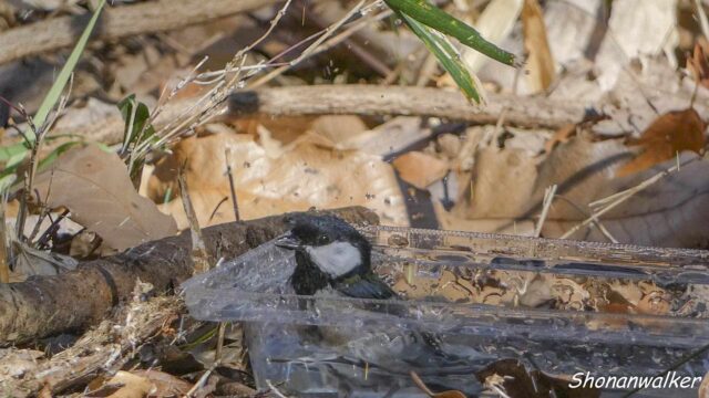 2026.02月 散歩道 シジュウカラの水浴び その2