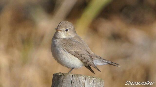 2026年2月5日 プチ遠征 降雪前 ニシオジロビタキ その2