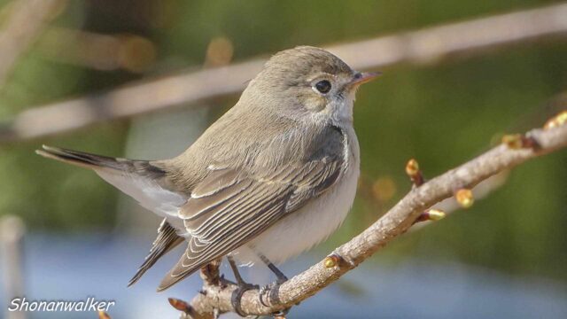 2026年2月5日 プチ遠征 降雪前 ニシオジロビタキ その5