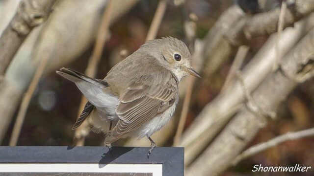 2026年2月5日 プチ遠征 降雪前 ニシオジロビタキ その6