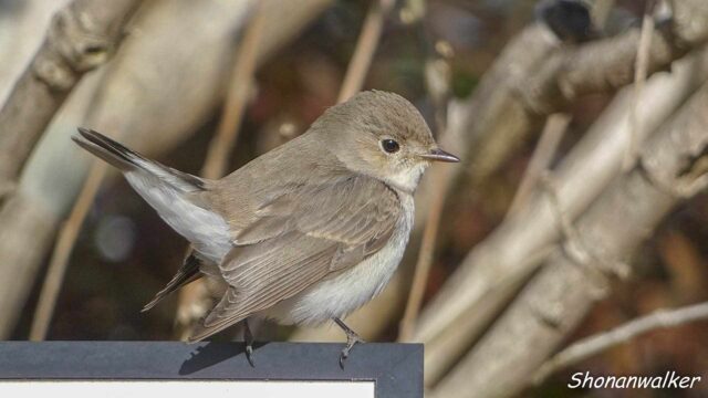 2026年2月冬 プチ遠征　捕食者 ニシオジロビタキ その3