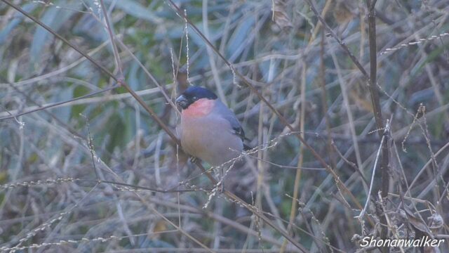 2026年2月　海寄り遠征地　谷戸のアカウソ