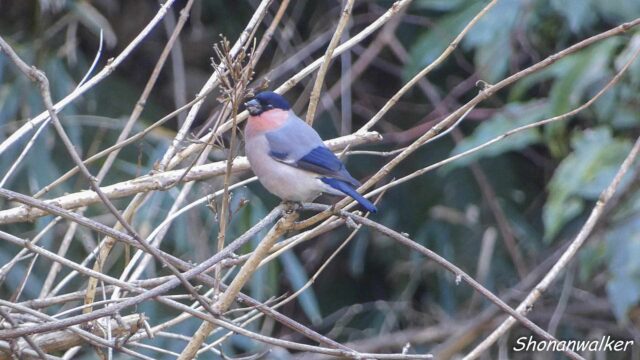 2026年2月　海寄り遠征地　谷戸のアカウソ その2