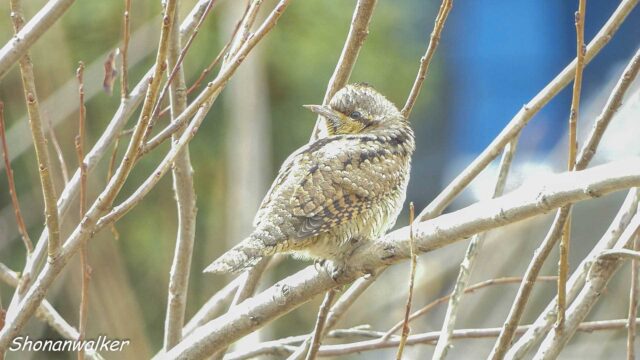 2026年2月冬 散歩道 アイドル アリスイ その2
