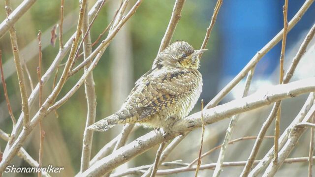 2026年2月冬 散歩道 アイドル アリスイ その3