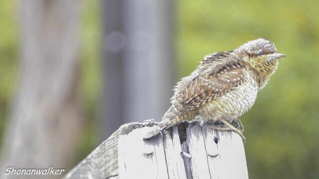 2026年2月冬 散歩道 アイドル アリスイ