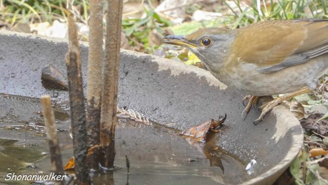 散歩道 2026年2月　水場のシロハラ