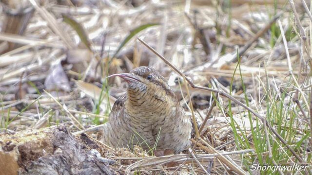 2026年2月冬 散歩道 アイドル アリスイ その4