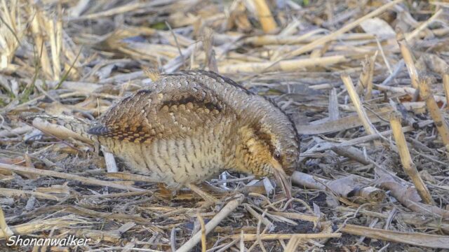 2026年2月冬 散歩道 ココ掘れアリスイ その2