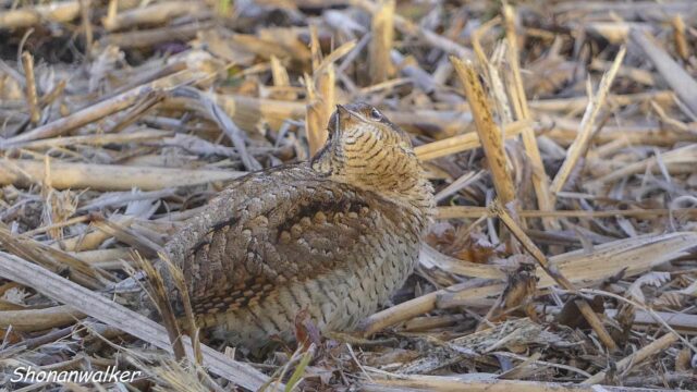2026年2月冬 散歩道 ココ掘れアリスイ
