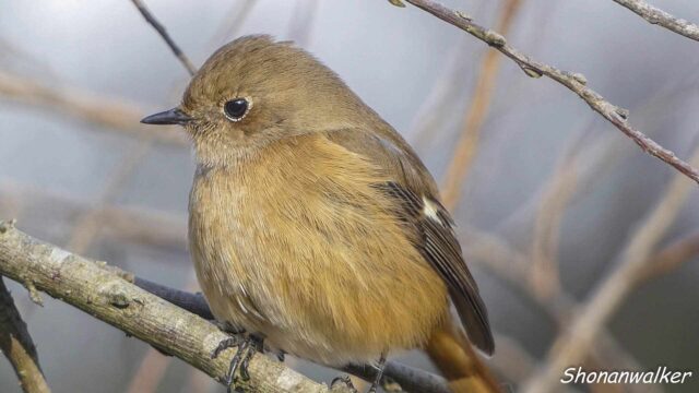 2026年2月 ジョウビタキ雌 水辺エリア その3