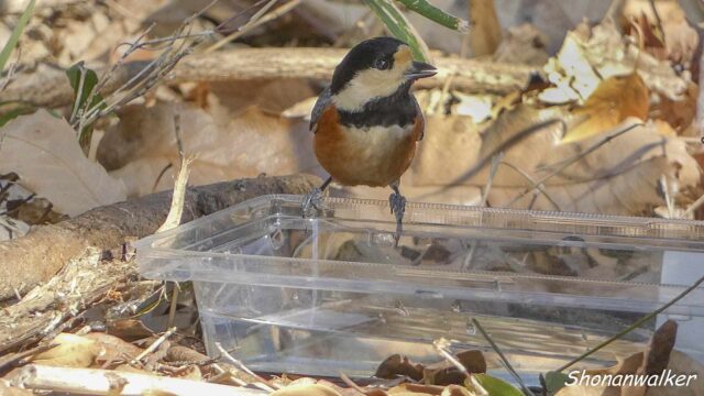 2026.02月 散歩道のプラ水場とヤマガラ その8