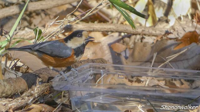 2026.02月 散歩道のプラ水場とヤマガラ その9