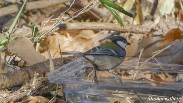 2026.02月 散歩道のプラ水場とシジュウカラ