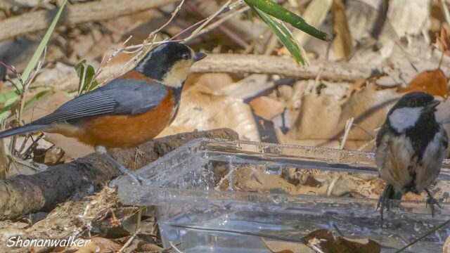 2026.02月 散歩道プラ水場 ヤマガラとシジュウカラ