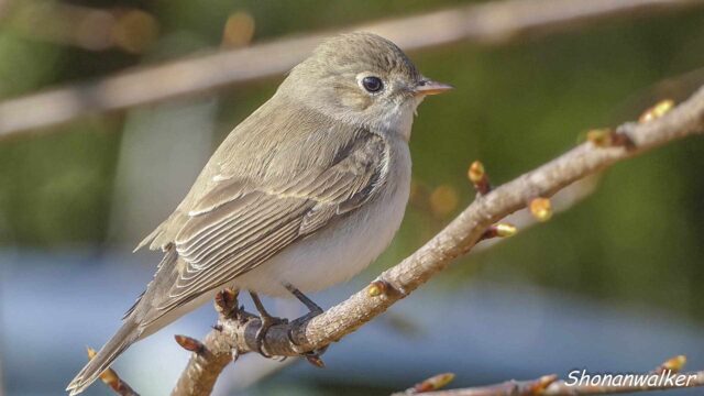 2026年2月5日 プチ遠征 降雪前 ニシオジロビタキ その3