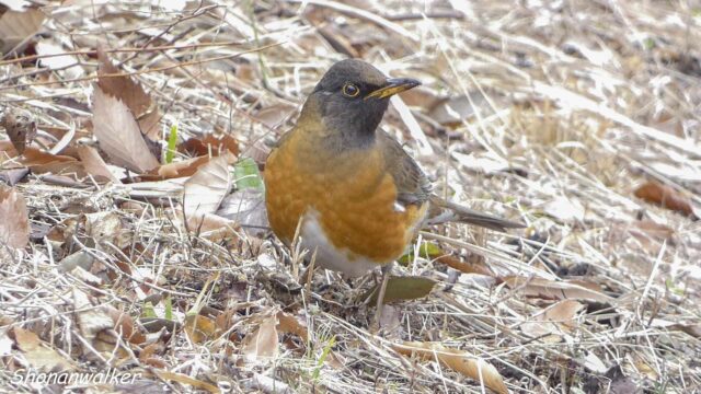 2026年2月17日 オオアカハラ 3