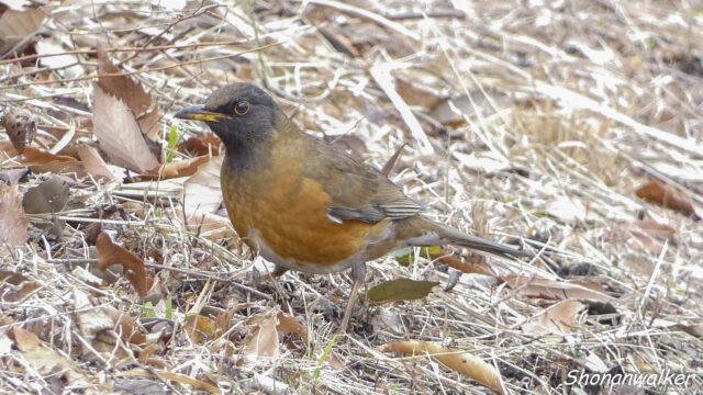 2026年2月17日 オオアカハラ 4