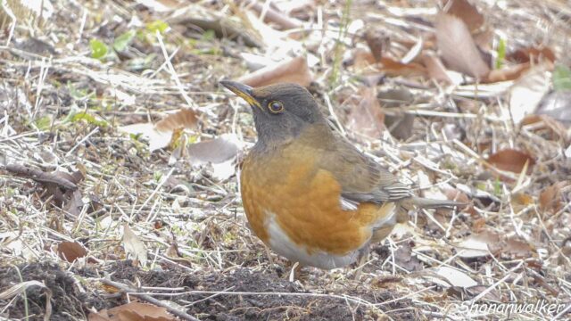 2026年2月17日 オオアカハラ 5