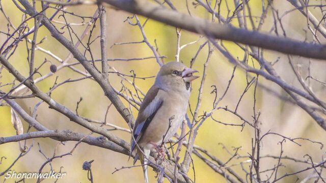 2026年2月17日 シメ 2