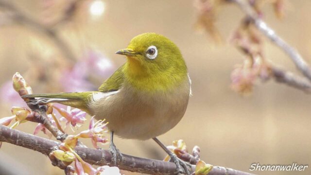 2026年2月17日 メジロ 2