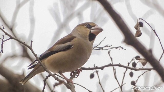 2026年2月17日 シメ
