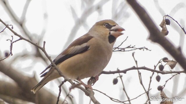 2026年2月17日 シメ 3