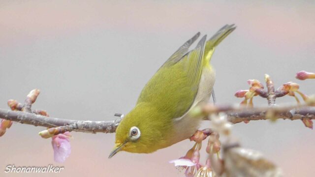 2026年2月17日 メジロ