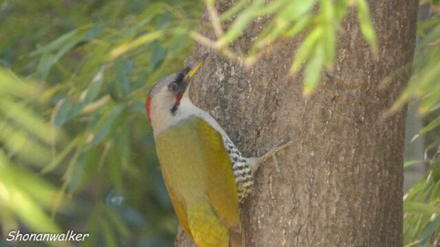 2026年2月14日 アオゲラ