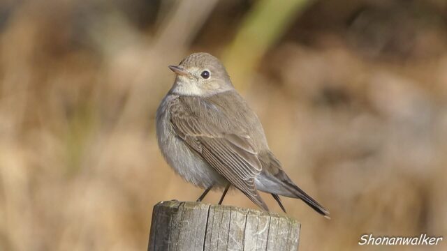 2026年2月5日 ニシオジロビタキ 9
