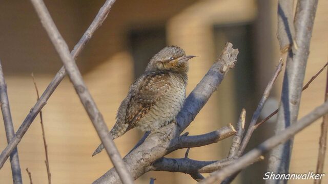 2026年3月冬 散歩道 越冬を続ける アリスイ 4