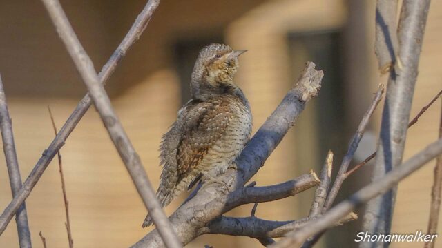 2026年3月冬 散歩道 越冬を続ける アリスイ 2