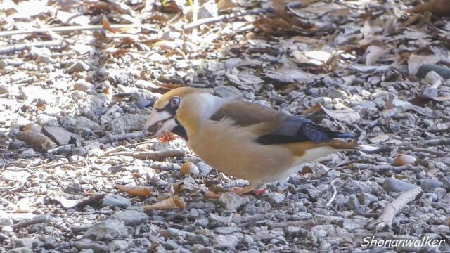 森散歩 2026.3月 路上のシメ 5