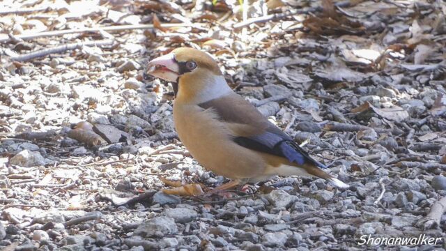 森散歩 2026.3月 路上のシメ 6