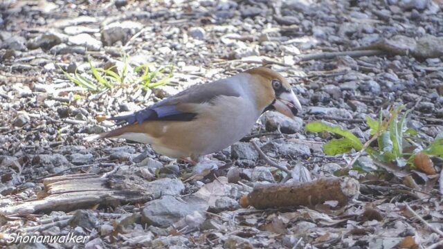 森散歩 2026.3月 路上のシメ 2