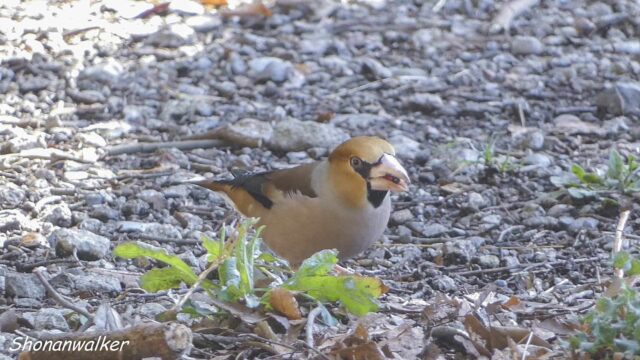 森散歩 2026.3月 路上のシメ 3