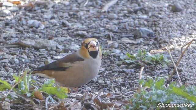 森散歩 2026.3月 路上のシメ 4