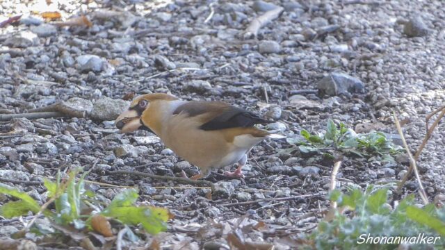 森散歩 2026 路上のシメ